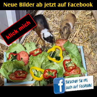 Unser FaceBook Auftritt - Link zu unserem Fotoalben 
